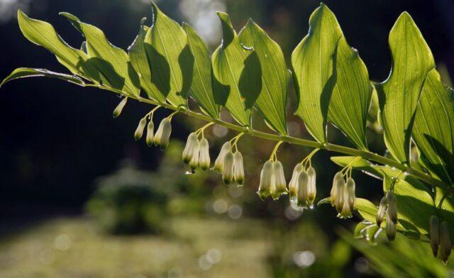 Kupena: in landscape design, transplantation, photo, medicinal properties, application