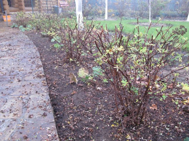 Kuril tea (cinquefoil shrub) in the landscape design of the garden: photos and compositions