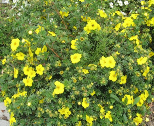 Kuril tea (cinquefoil shrub) in the landscape design of the garden: photos and compositions