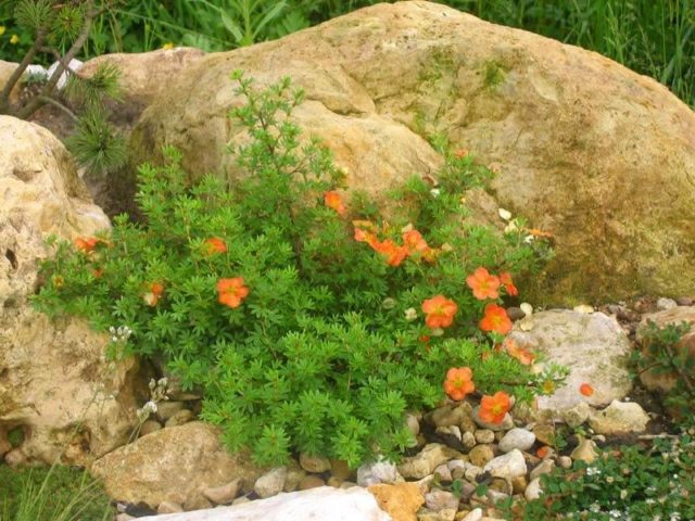 Kuril tea (cinquefoil shrub) in the landscape design of the garden: photos and compositions