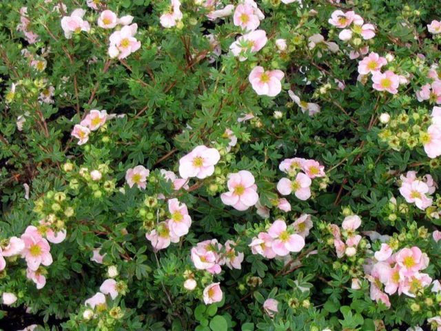 Kuril tea (cinquefoil shrub) in the landscape design of the garden: photos and compositions