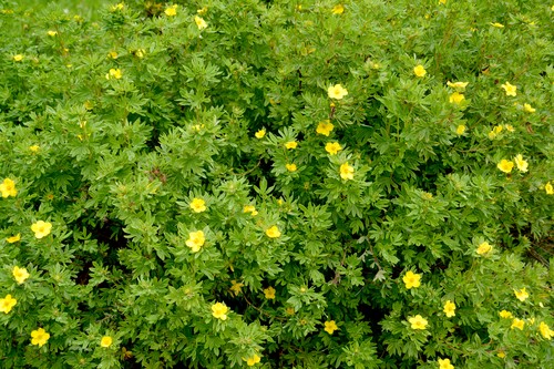 Kuril tea (cinquefoil): when and how to collect, how to brew, how to drink