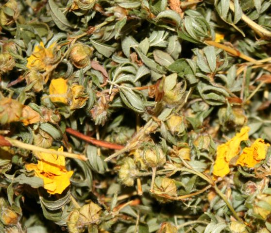 Kuril tea (cinquefoil): when and how to collect, how to brew, how to drink