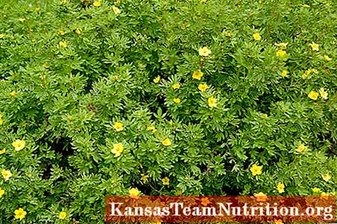 Kuril tea (cinquefoil): when and how to collect, how to brew, how to drink