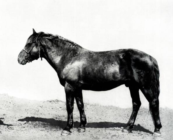 Kushum horse