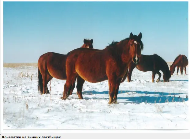 Kushum horse