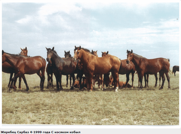 Kushum horse