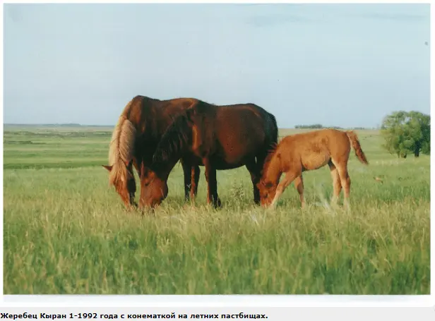 Kushum horse