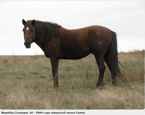 Kushum horse