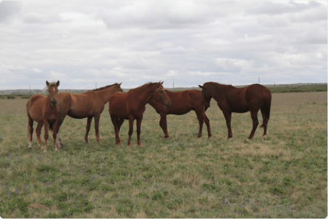 Kushum horse