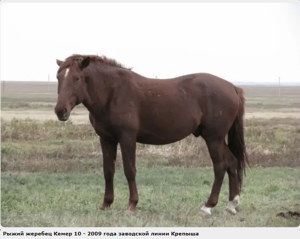 Kushum horse