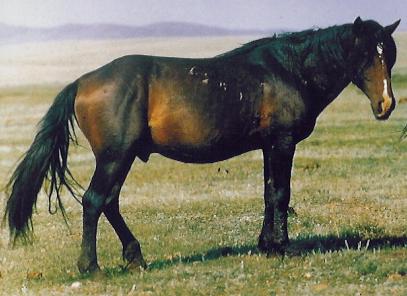 Kushum horse