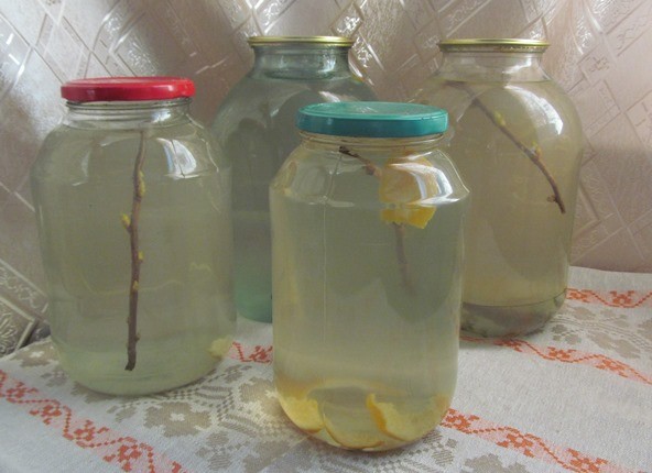 Kvass from birch sap: 10 recipes