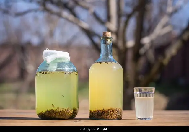 Kvass from birch sap with barley