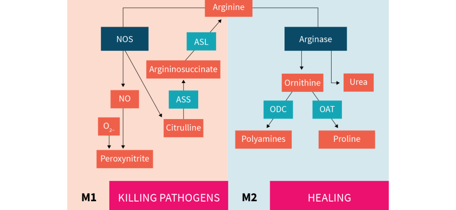 L-arginine &#8211; meaning, sources, supplementation, deficiency effects