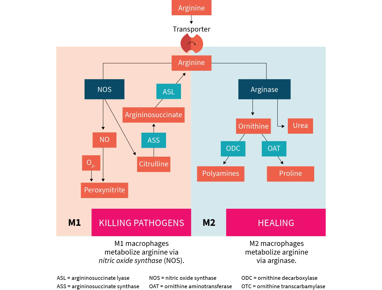 L-arginine &#8211; meaning, sources, supplementation, deficiency effects