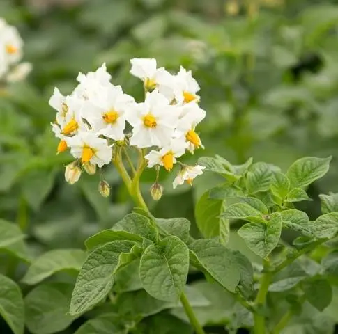 Labadia potatoes: characteristics, planting and care