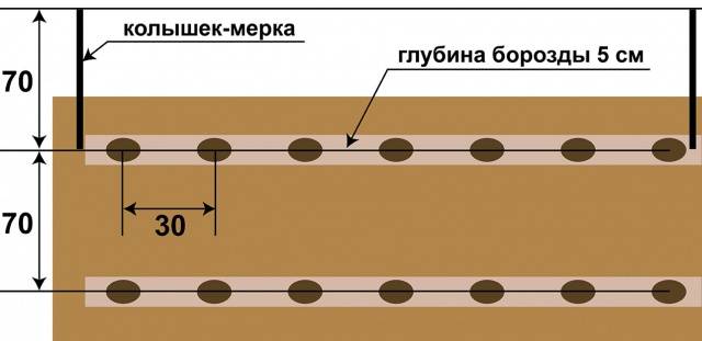 Labadia potatoes: characteristics, planting and care