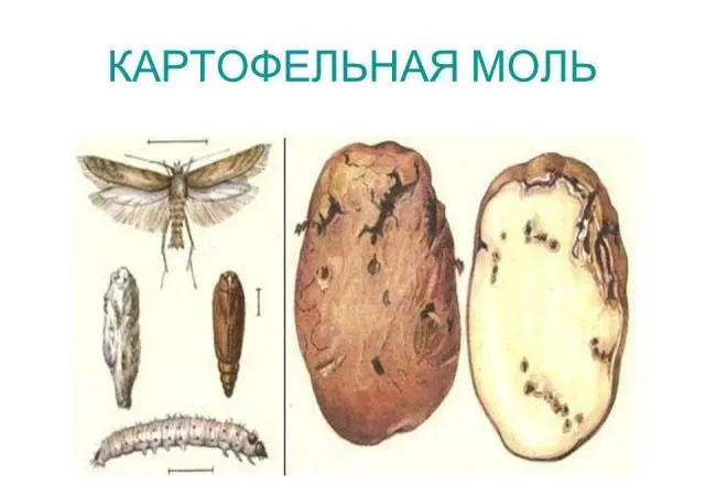 Labadia potatoes: characteristics, planting and care