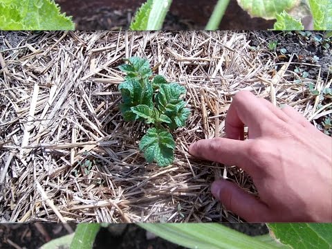 Labadia potatoes: characteristics, planting and care