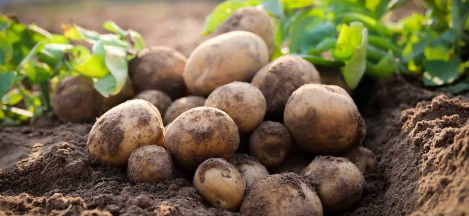 Labadia potatoes: characteristics, planting and care