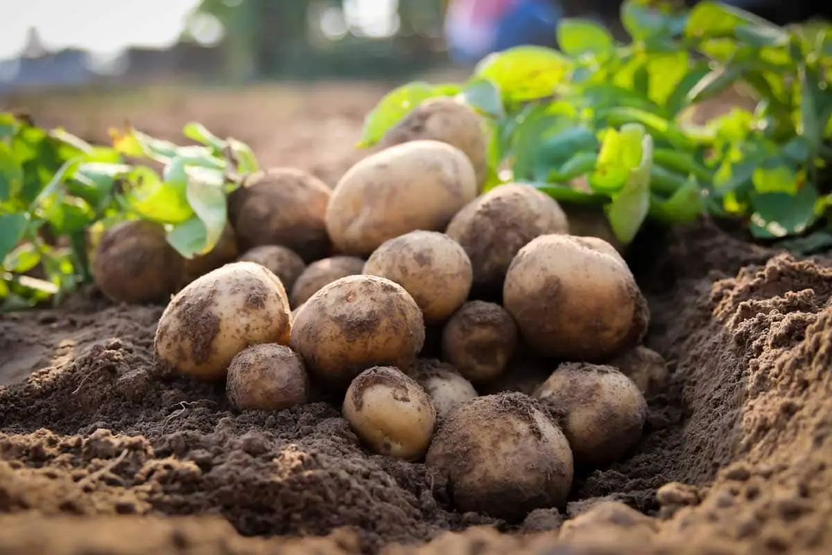 Labadia potatoes: characteristics, planting and care