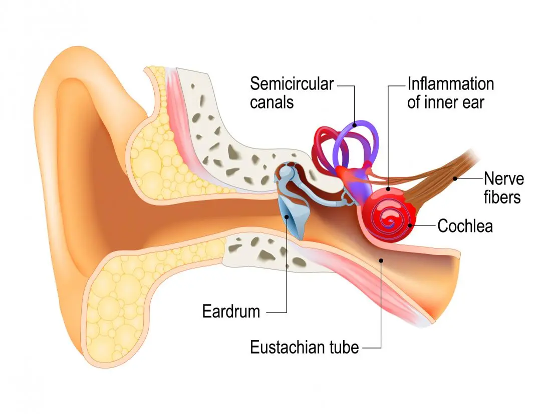 Labyrinthitis &#8211; Causes, Symptoms and Treatment