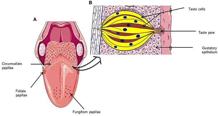 Lack of appetite and changes in the perception of tastes are common problems in cancer patients. How to deal with it?