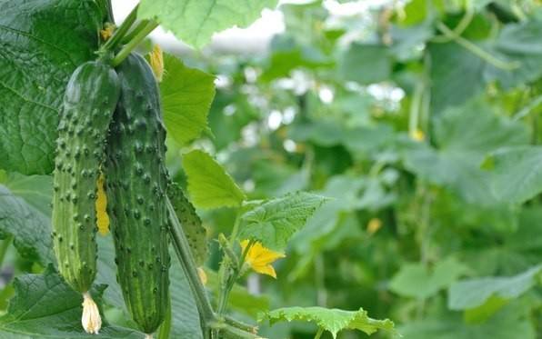 Lack of fertilizer in cucumbers