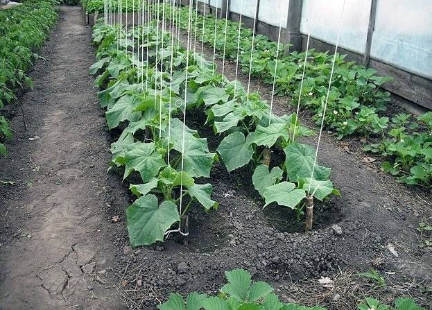 Lack of fertilizer in cucumbers