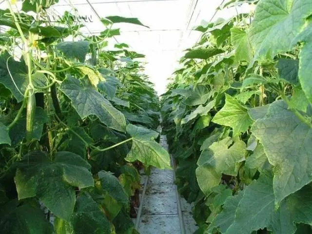 Lack of fertilizer in cucumbers