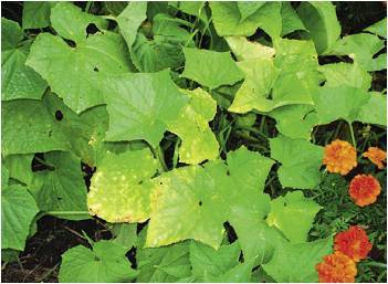 Lack of fertilizer in cucumbers