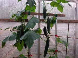 Lack of fertilizer in cucumbers