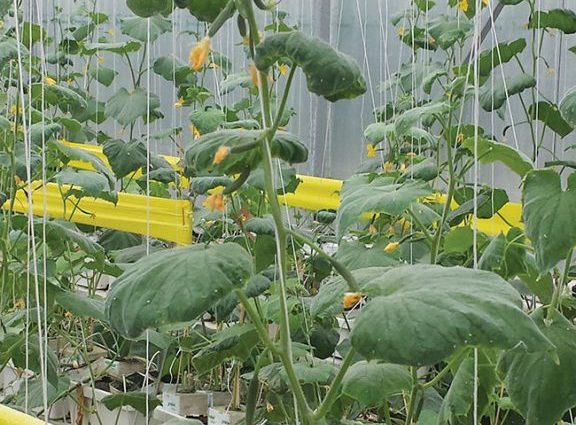 Lack of fertilizer in cucumbers