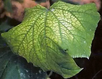 Lack of fertilizer in cucumbers