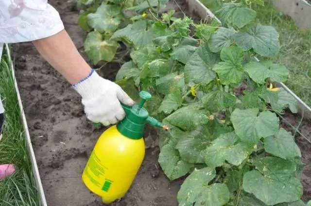 Lack of fertilizer in cucumbers