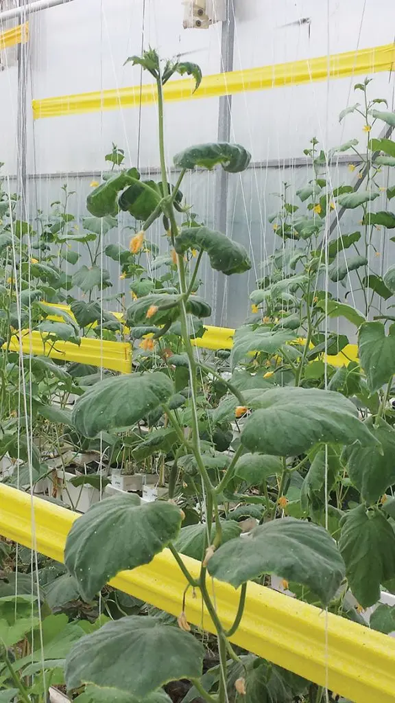 Lack of fertilizer in cucumbers