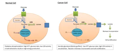 Lactate dehydrogenase (LDH) &#8211; how does the enzyme work? When to do the LDH test?