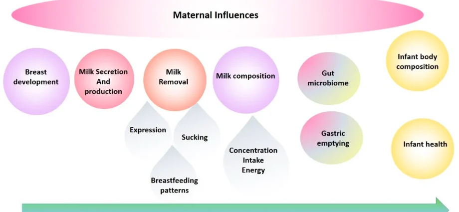 Lactation &#8211; stages, milk composition, home methods. How to stimulate and stop lactation?