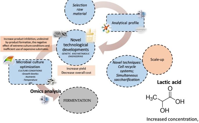 Lactic acid &#8211; role, application. Testing the concentration of lactic acid