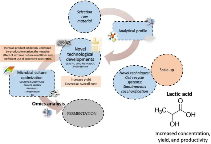 Lactic acid &#8211; role, application. Testing the concentration of lactic acid