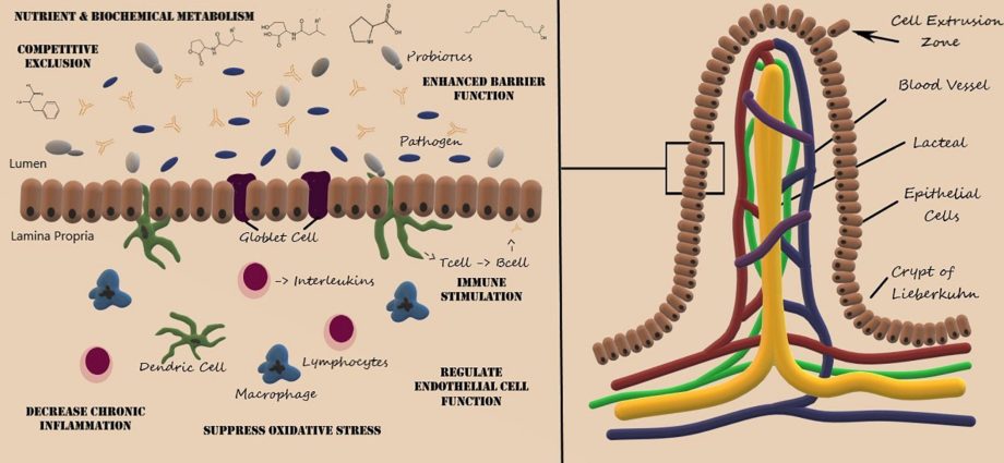 Lactiv up for immunity and regulating the work of the intestines. Composition, dosage, precautions