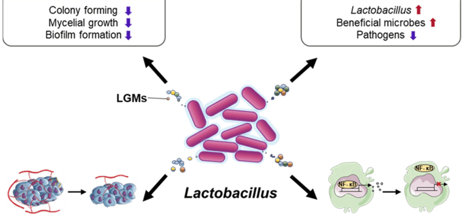 Lactobacil 5 &#8211; action, composition, application