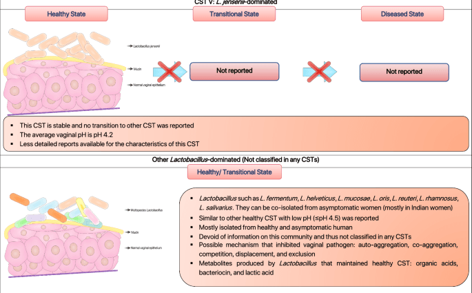 Lactobacillus &#8211; indications, dosage, examination of the vaginal biocenosis