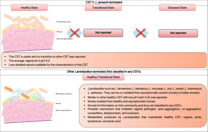 Lactobacillus &#8211; indications, dosage, examination of the vaginal biocenosis