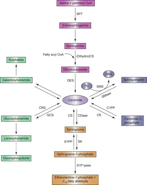 Lactose and its metabolism &#8211; digestion, intolerance and elimination diet [EXPLAINED]