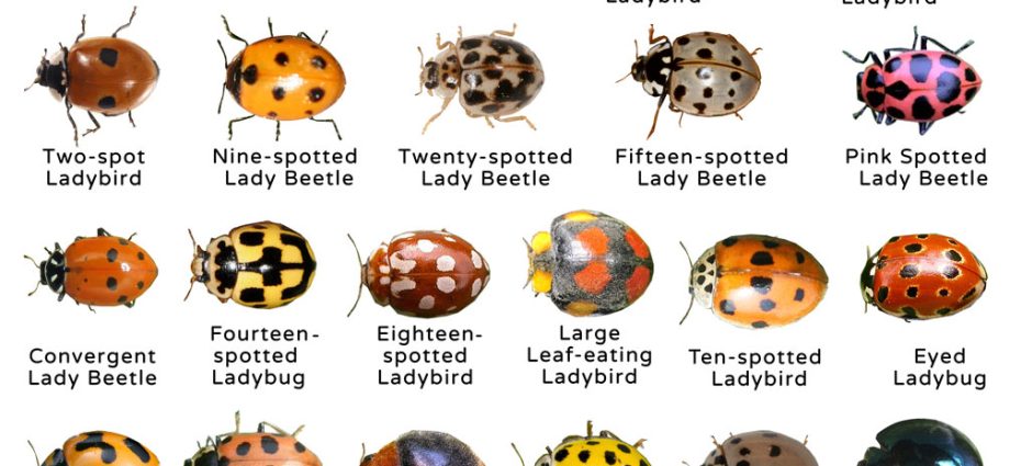 Ladybugs, snakes and other speckled creatures