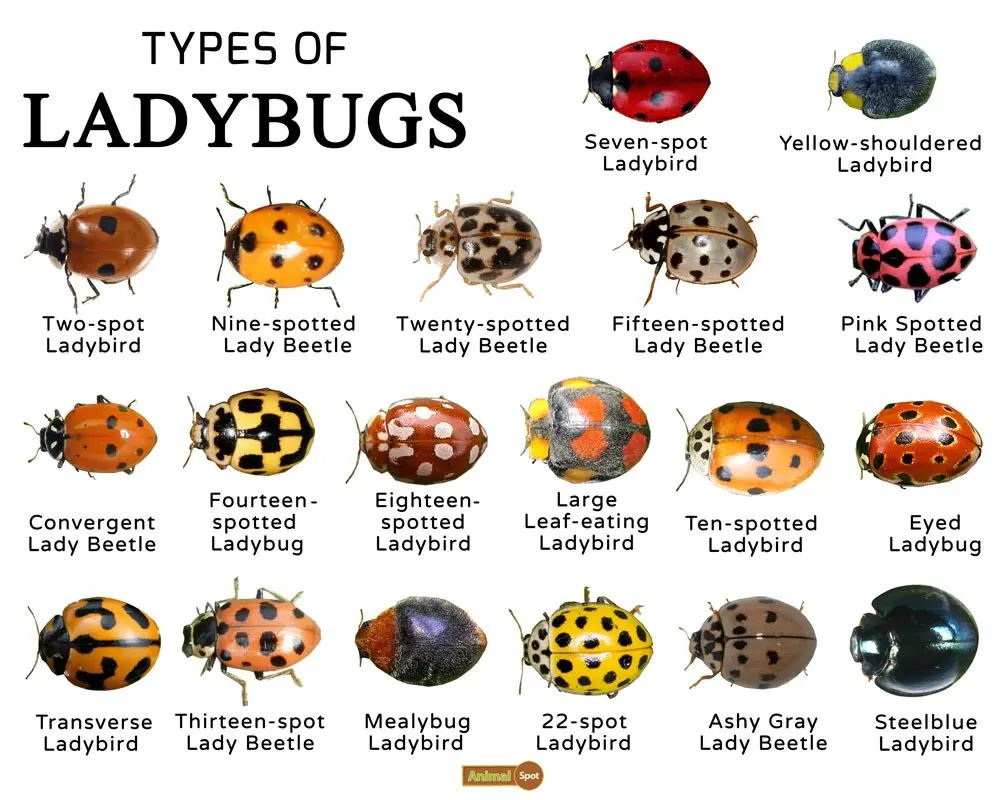 Ladybugs, snakes and other speckled creatures