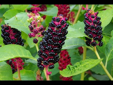 Lakonos American and stone fruit: medicinal and beneficial properties of the berry