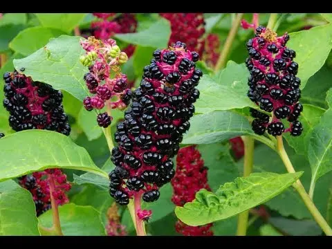 Lakonos American and stone fruit: medicinal and beneficial properties of the berry